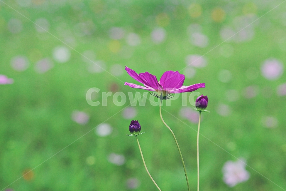코스모스,꽃,꽃잎,식물,자염,공원,가을,가을꽃,식물,자연,plants,nature,꽃,flower