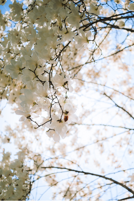 plant,식물,목련,봄,spring,봄꽃,꽃나무,흰색,하늘,흰꽃,white,sky