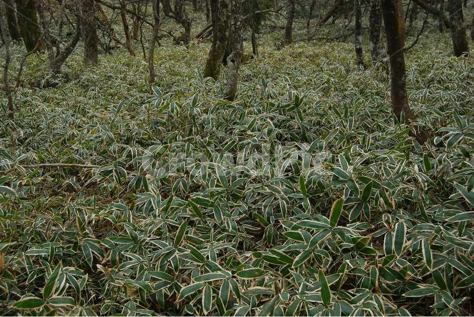 한라산,국립공원,자연,한국,계절,자연,풍경,nature,landscape,식물,plants,plant