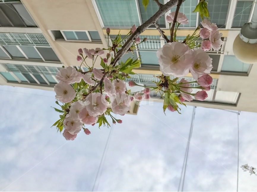 봄,벚꽃,벚나무,아파트,하늘,꽃과하늘,봄,계절,spring,season,식물,자연,plants,nature,꽃,flower,plant,blossom
