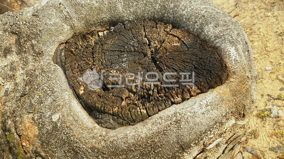 callus,exterior,skin,feel,outer surface,abrasion,fell,tree trunk,wound,tree bark,trace,plants,bark,callustissue,injury,callus tissue,surface,nature,woody plant,texture,tree,trunk,vestige,plant,stem