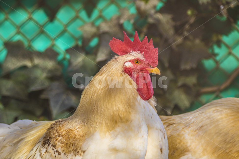 동물,닭,토종닭,수탉,새,조류,부리,가축,닭띠,동물,animal,조류,새,birds