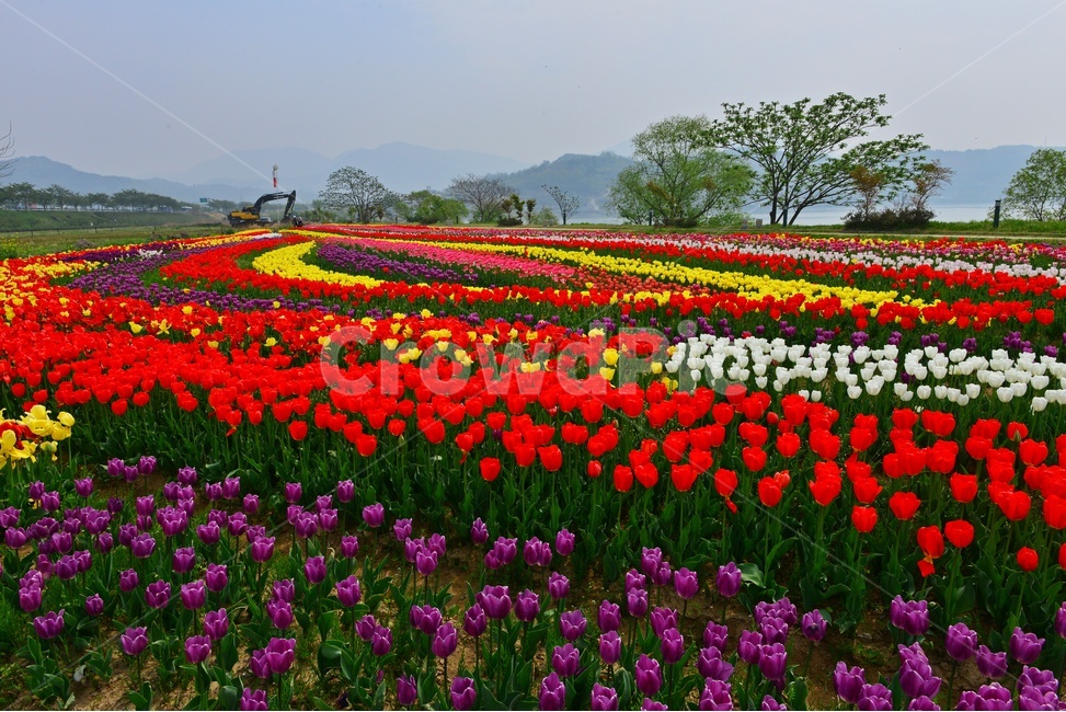 plant,식물,flower,blossom,꽃,tulip,튤립,경남,하동,튤립축제장,튤립툭제,하동튤립축제,둔치,강변둔치,섬진강변,식물,자연,plants,nature,꽃,flower