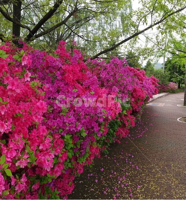 flower,꽃,식물,blossom,봄,식물,자연,plants,nature,꽃,flower