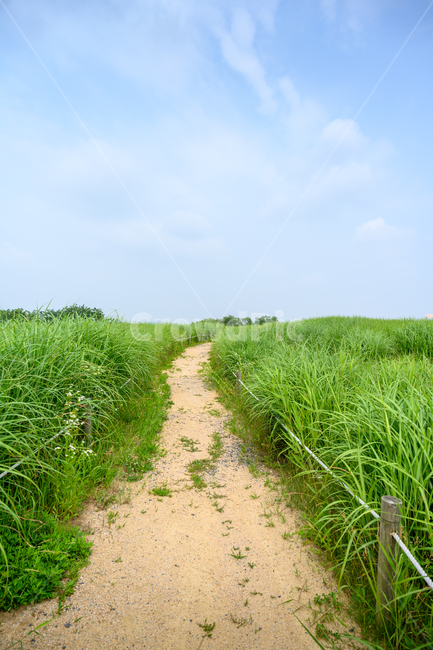 하늘공원,억새,오솔길,억새밭,풀밭,산책로