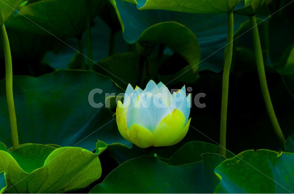 연꽃,연잎,청초,순결,습지,자연,식물,자연,plants,nature,꽃,flower