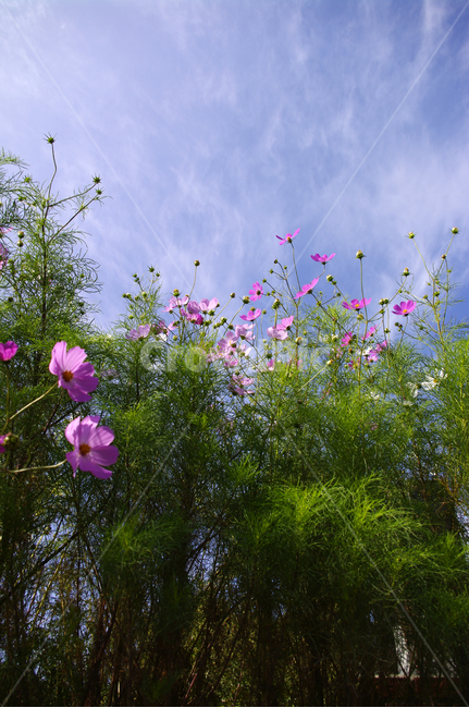 코스모스,하늘,꽃,flower,plant,식물,가을,계절,fall,autumn,season,식물,자연,plants,nature,꽃,flower