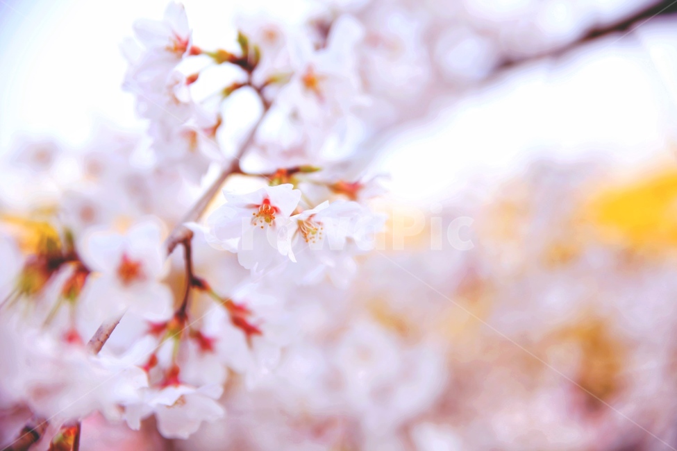 봄,꽃,벚꽃,cherryblossom,spring,따스함,개나리,봄,계절,spring,season,식물,자연,plants,nature,꽃,flower,plant