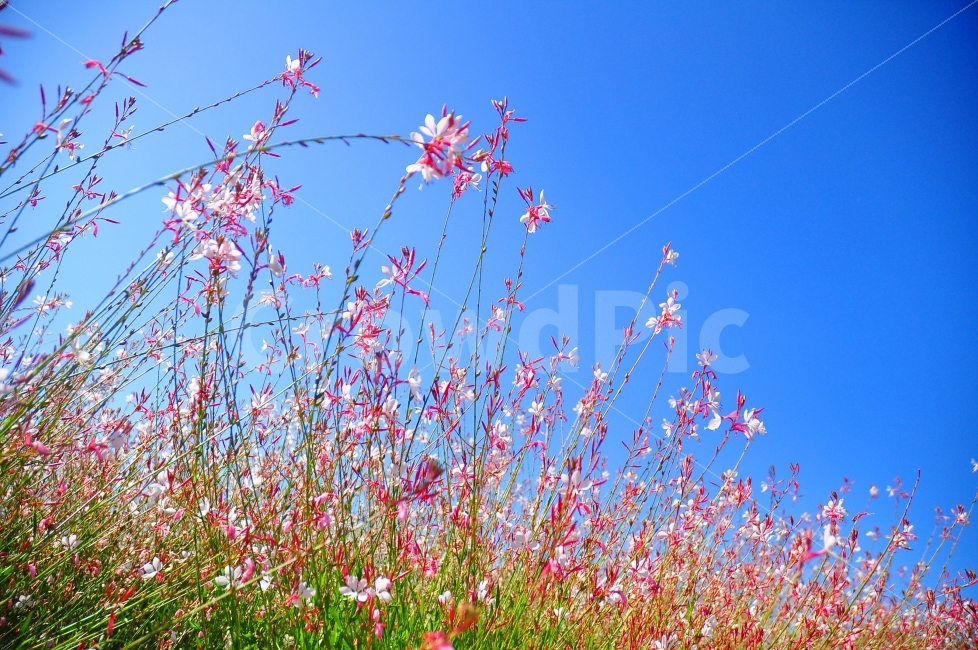 양주,나리공원,꽃밭,가을,하늘,꽃,분홍색,자연,색감,색깔,park,flowergarden,garden,flowers,autumn,sky,pink,blue,colorful,가을,계절,fall,autumn,season,식물,자연,plants,nature,꽃,flower,plant