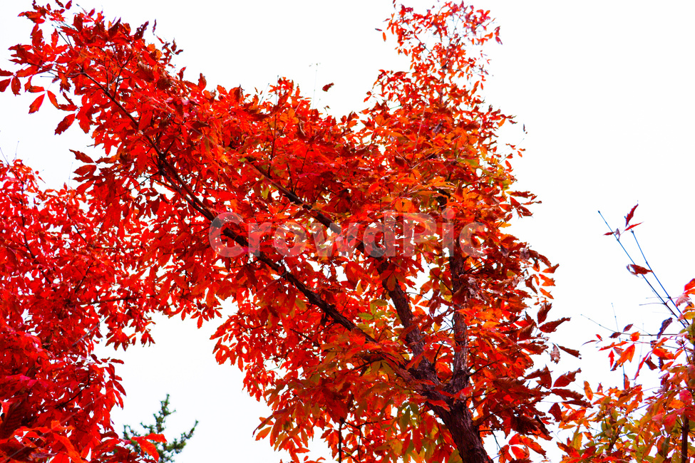 tree,나무,plant,식물,maple,단풍,leaf,잎,가을,가을,계절,fall,autumn,season,식물,자연,plants,nature,나무,trees,wood