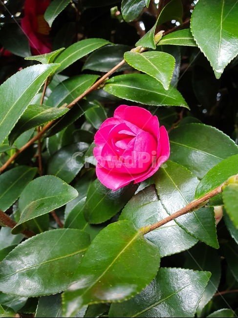 동백꽃,겨울꽃,동백,까멜리아,camellia,꽃