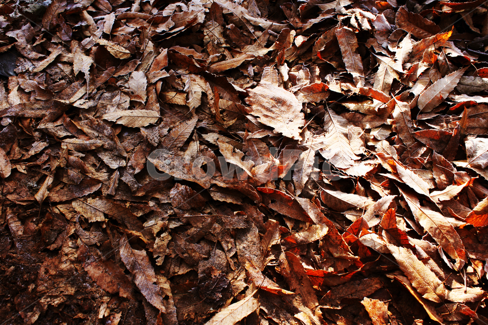 leaf,leaves,낙엽,잎사귀,나뭇잎,겨울풍경,가을풍경,자연,가을,계절,fall,autumn,season