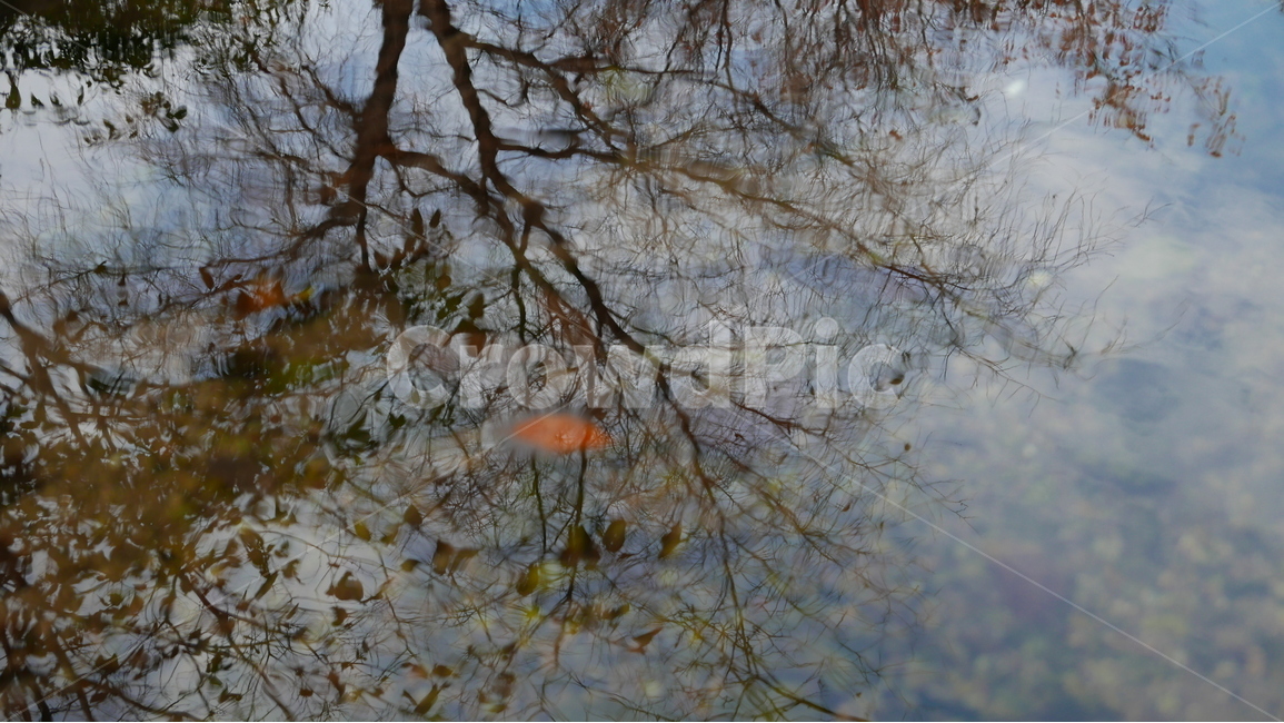 나뭇잎,물에비친나무,투영,계곡,나무,자연,풍경,nature,landscape,plant,식물,tree