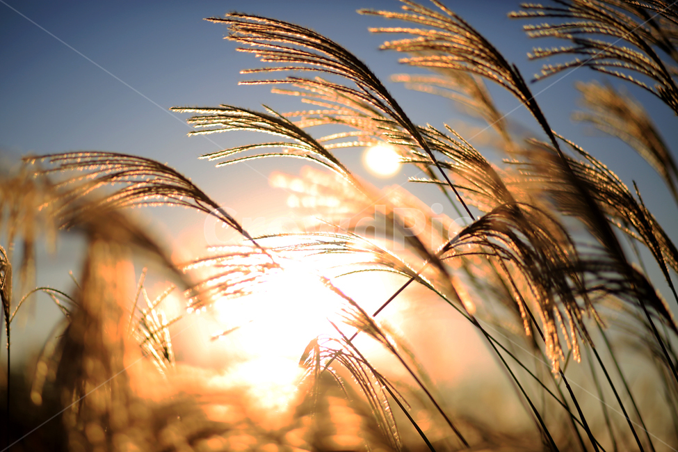 가을,갈대,풍경,억새,하늘,자연,nature,landscape,식물,plants,가을,계절,fall,autumn,season,grass,잔디,plant,animal,동물,bird,새