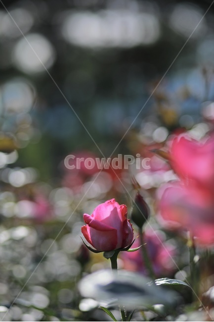 장미,빨간장미,공원,정원,rose,red,redrose,장미정원,장미꽃,flower,식물,자연,plants,nature,꽃,flower