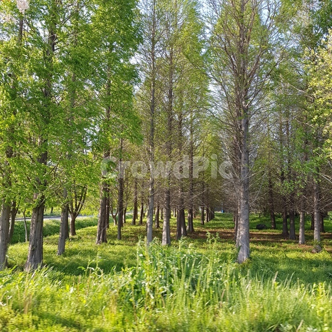 숲,힐링,자연,나무,풀,청량감,자연,풍경,nature,landscape,식물,plants,나무,trees,wood,휴식,힐링,rest,relaxation,healing,plant,tree,vegetation,초목,outdoors,옥외