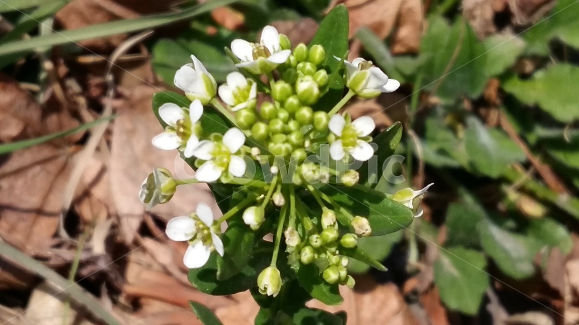 냉이,봄,꽃,냉이꽃,봄꽃,봄,계절,spring,season,식물,자연,plants,nature,꽃,flower,plant,blossom