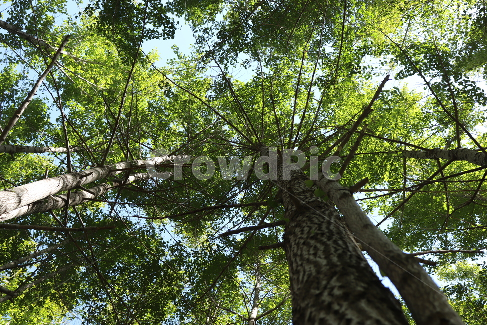 은행나무,식물,나무,산책,숲,식물,자연,plants,nature,나무,trees,wood