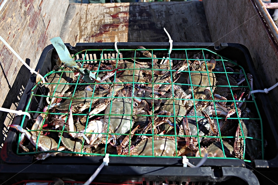 꽃게,게,먹거리,음식,요리,식재료,광주리,각우,수산물,해산물,fishery products,seafood,어업,fishery,fishing industry
