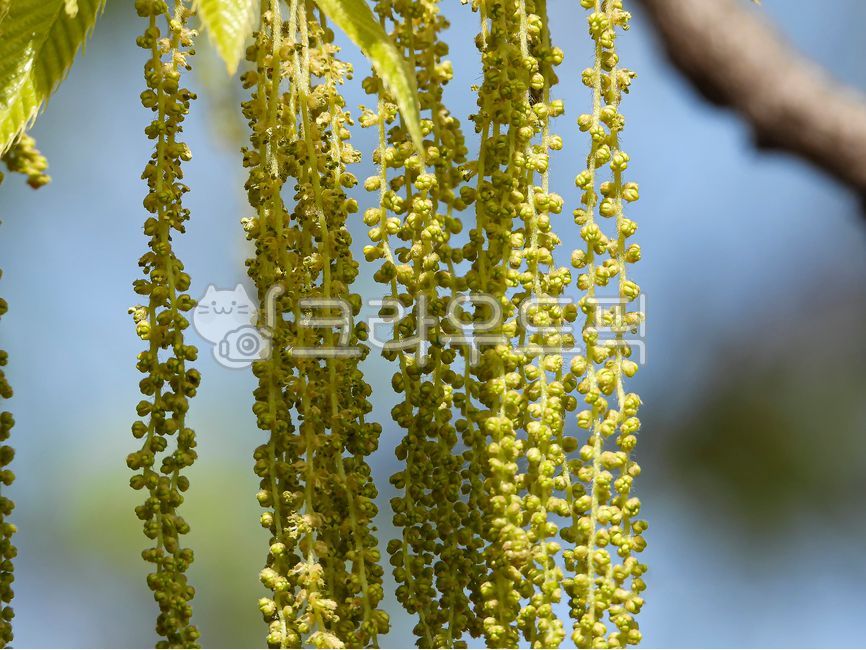 참나무,참나무꽃,참나무속,oak,식물,tree,상수리수꽃,상수리꽃