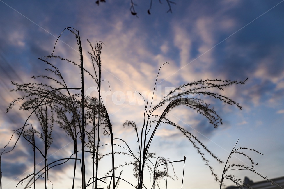 grass,plant,식물,lawn,잔디