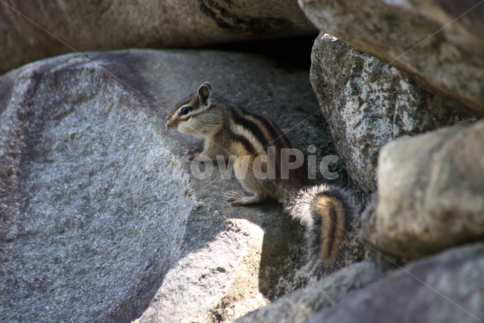 다람쥐,줄무늬다람쥐,동물,squirrel,chipmunk,한국다람쥐,Siberianchipmunk