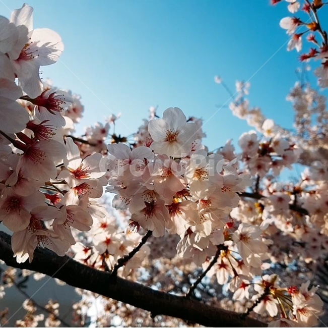식물,blossom,꽃,flower,cherryblossom,벚꽃