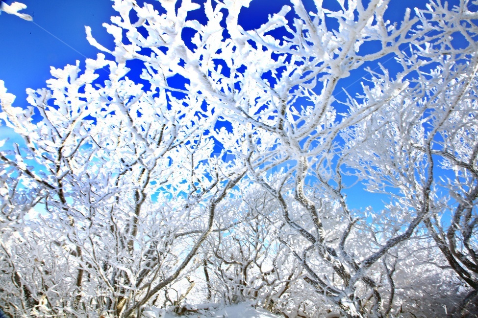 tree,나무,plant,식물,nature,자연,outdoors,옥외,ice,빙,snow,눈,mountain,산,mountainrange,산맥,상고대,무주,덕유산,덕유산설경,설경,설천봉,향적봉,중봉,덕유산국립공원