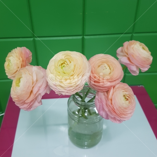 꽃,꽃병,라넌큘러스,장식,인테리어소품,유리병,꽃꽂이,flower,plants,ranunculus,화모간,vase,glassbottle