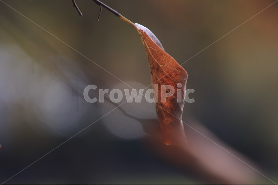 낙엽,잎,식물,가을,겨울,가을,계절,fall,autumn,season