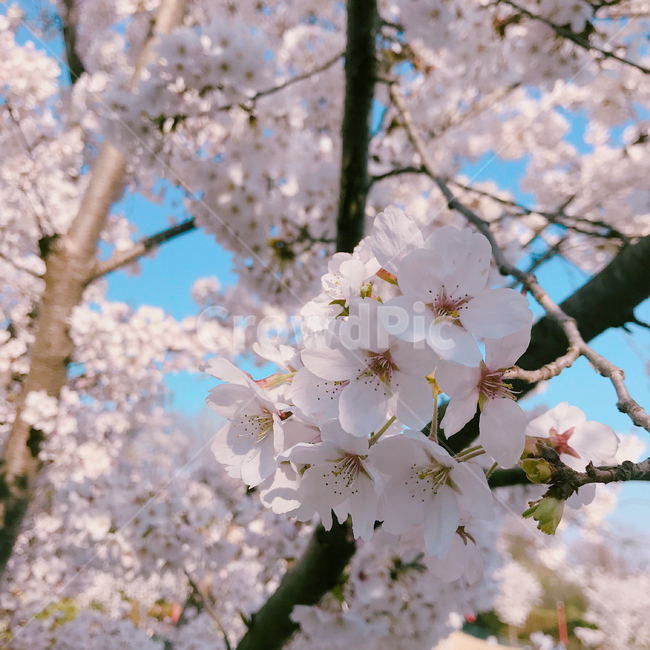 벚꽃,벚꽃축제,봄,cherryblossom,개화