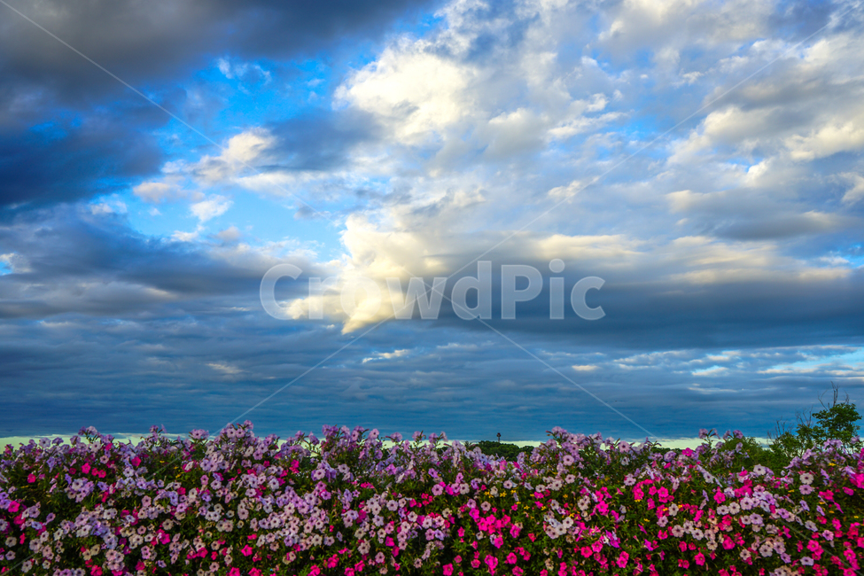 꽃,화초,식물,하늘,구름,풍경,자연,풍경,nature,landscape,outdoors,옥외,geranium,제라늄,flower,blossom,plant