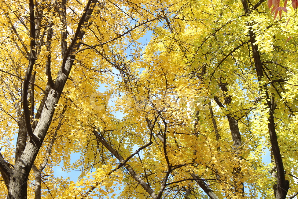 단풍,나무,가을,하늘,노랑,노란색,yellow,fall,autumn