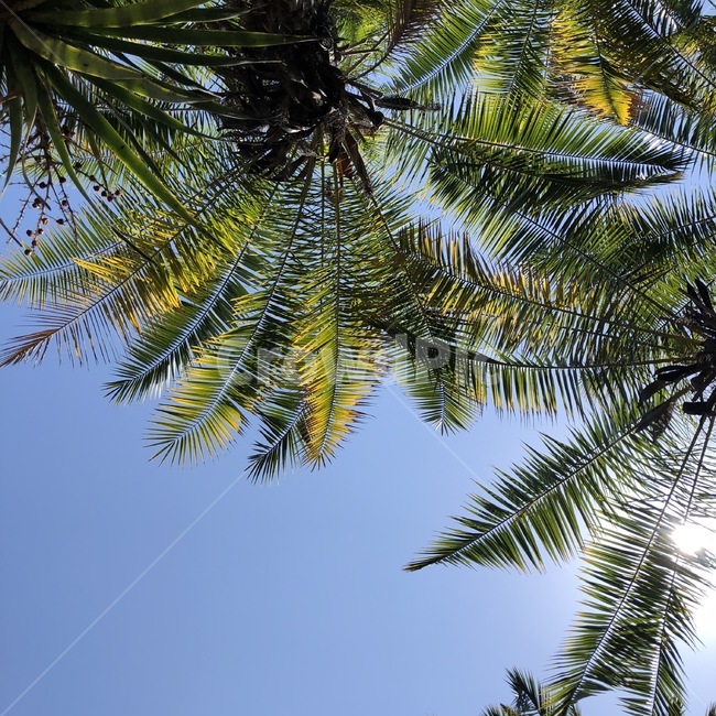 하늘,야자수,감성사진,sky,coconutpalm,자연,풍경,nature,landscape,tree,나무,plant,식물