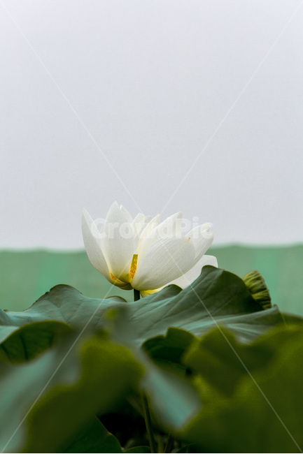 연꽃,연잎,청초,자연,습지,청순,식물,자연,plants,nature,꽃,flower