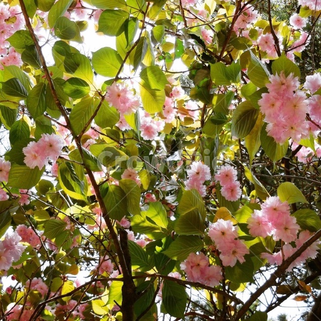 겹벚꽃,벚꽃,봄,꽃,cherryblossom,spring,leaf,springtime,pink,warm,flower,jeju,calm,green,tree,nature,자연,초록,정원,garden,vivid,colorful,봄,계절,spring,season,식물,자연,plants,nature,꽃,flower,plant,blossom