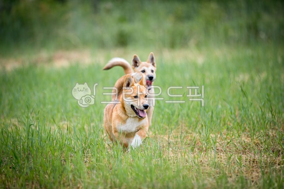 웰시코기,진돗개,강아지,달려가는,뛰어가는,달리기,초원,들판,초록,그린,녹색,숲,자유,스피드,달려오는,애완견,동물,두마리,애견,개,반려견,산책,자유로움,얼룩강아지,놀이,놀고있는,신나는,강아지들,넓은,들풀,평야,탁트인,벌판,풀숲,풀밭,활기찬,잔디,dog,포유류,pet,animal,동물,animal,포유류,mammal,개,강아지,dog,doggy