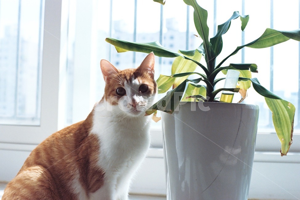 고양이,치즈고양이,한국고양이,화분,여유,동물,animal,포유류,mammal,고양이,cat,kitten,kitty