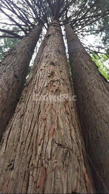 나무,자연,봄,식물,근접