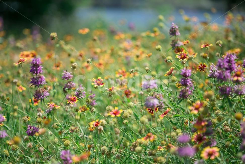 호수가의꽃들,field,outdoors,nature,countryside,야생화,식물,자연,plants,nature,꽃,flower