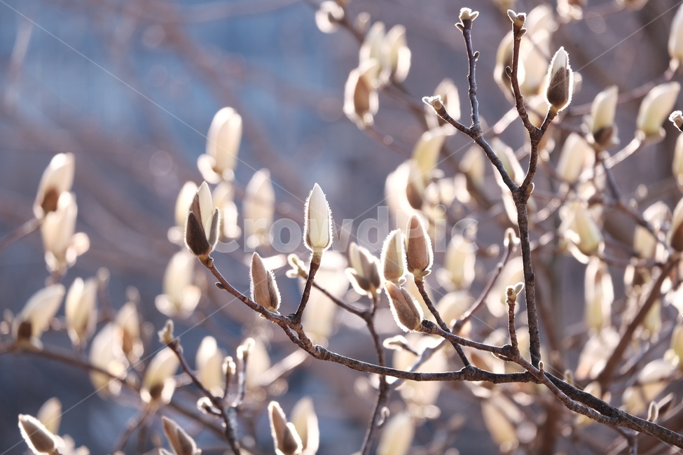 magnolia,목련,백목련,봄꽃,spring,flower,flowers,봄,하늘,봄,계절,spring,season,식물,자연,plants,nature,꽃,flower,sprout,새싹,bud,싹,blossom,plant