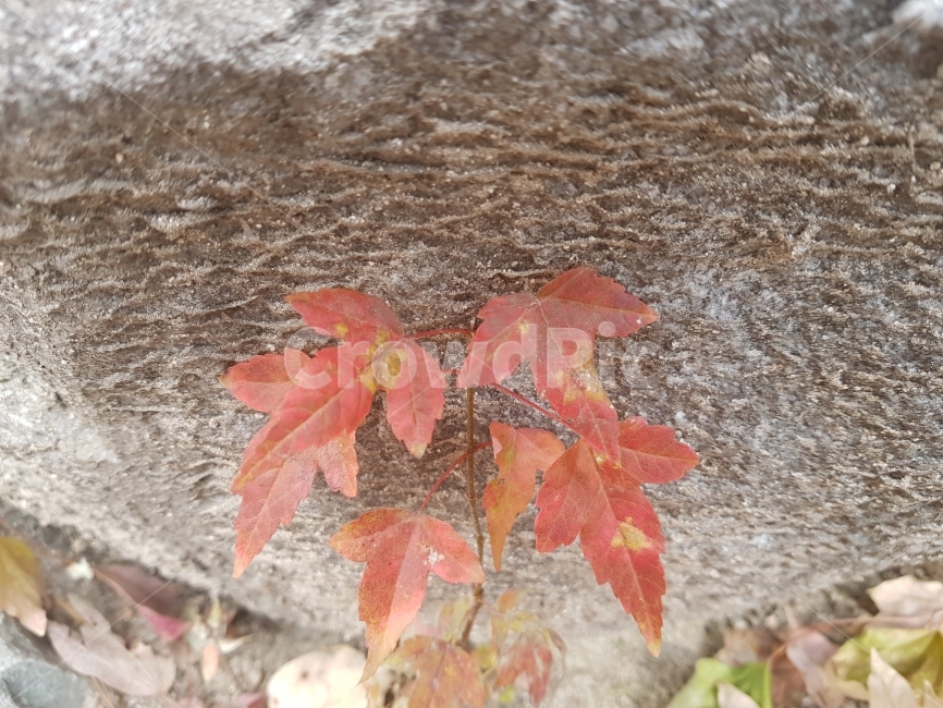 만추,늦가을,돌,생명력,정열적,가을,계절,fall,autumn,season,식물,자연,plants,nature,leaf,잎,plant,tree,나무