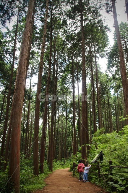 미래사,편백나무숲,편백나무,숲,등산로,자연학습,숲체험