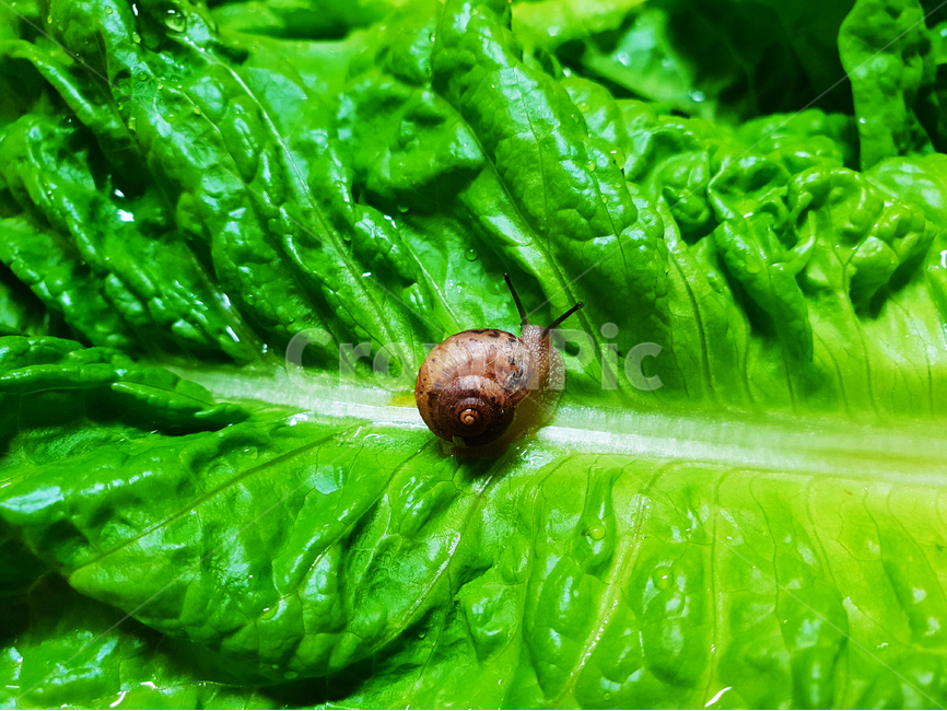 달팽이,상추,채소,야채,유기농,snail,nature,vegetable,green,fresh,red,healthy,salad,vegetables,isolated,cucumber,vegetarian,diet,ingredient,organic,white,paprika,peppers,agriculture,raw,health,leaf,onion,food,lettuce,동물,animal,채소,야채,vegetables