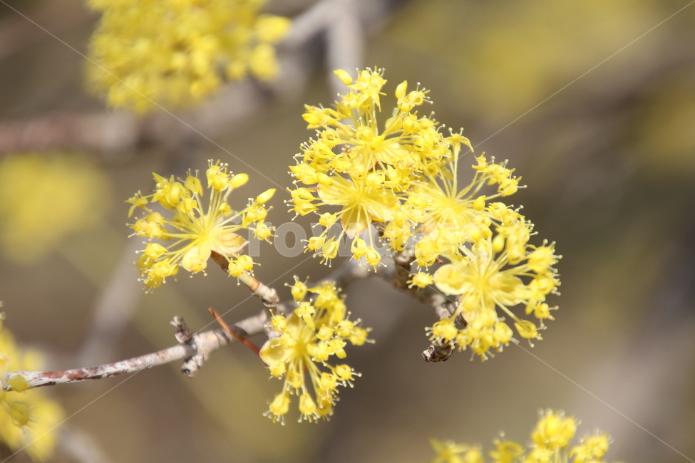 산수유,꽃,층층나무,식물,구례산수유축제,봄,계절,spring,season,식물,자연,plants,nature,꽃,flower,plant