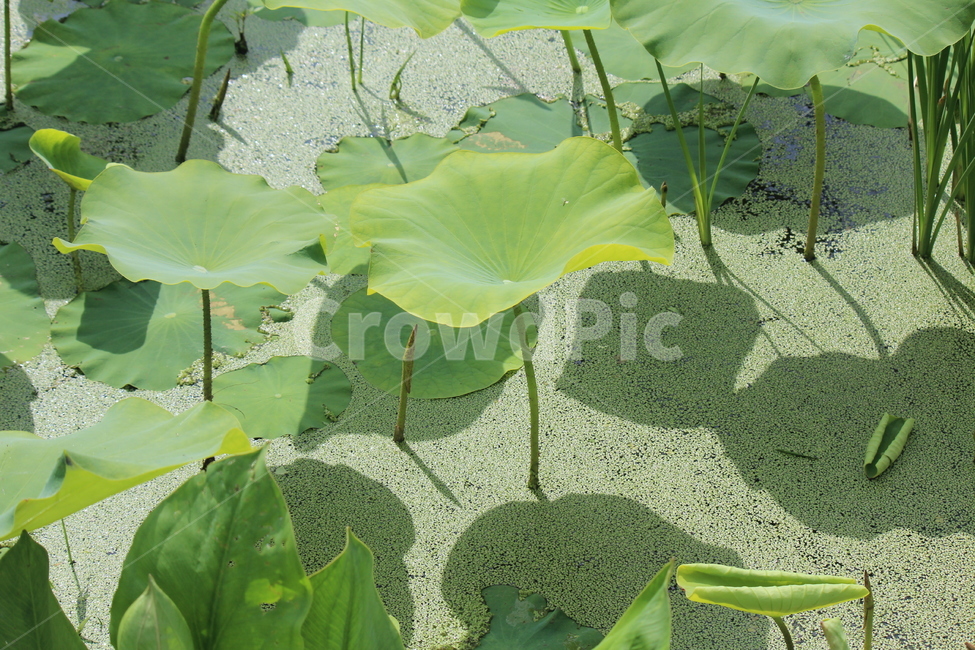 연잎,물레방아,물,봄,여름,개구리,왕눈이,식물,자연,plants,nature