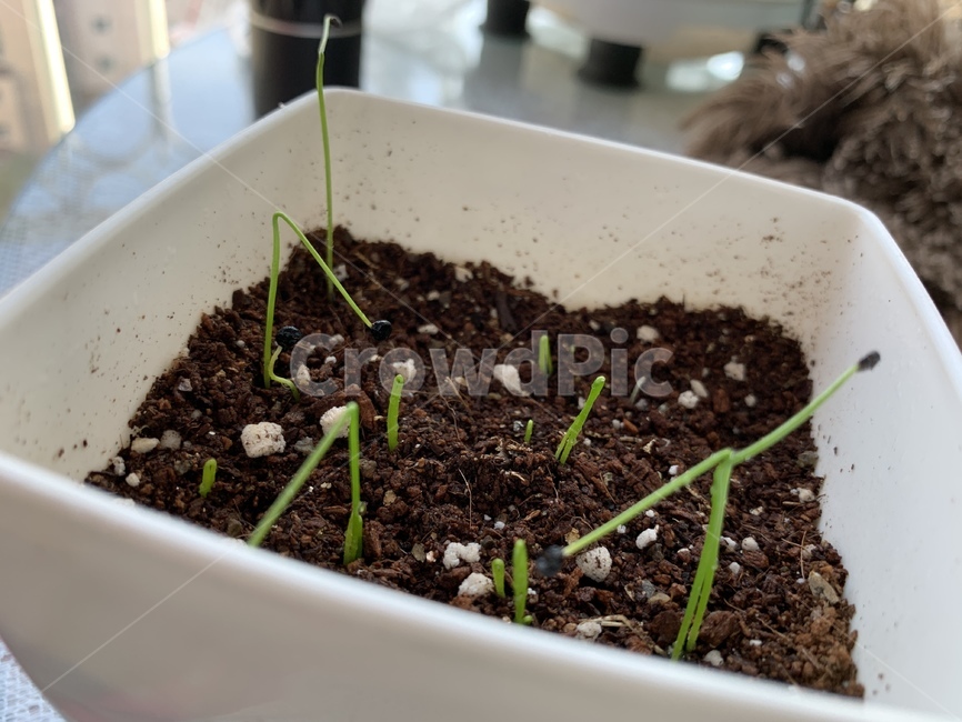 싹,흙,부추,화분,홈가드닝,실내용화초,화분,화초,house plant