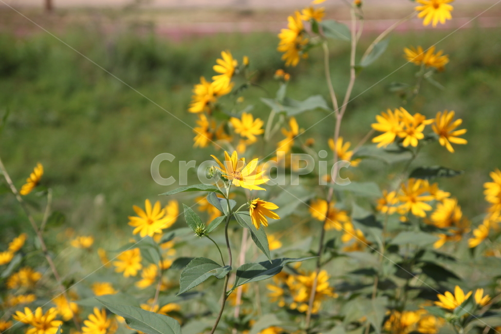 꽃,뚱딴지,돼지감자,강변길,노란꽃,식물,식물,자연,plants,nature,꽃,flower