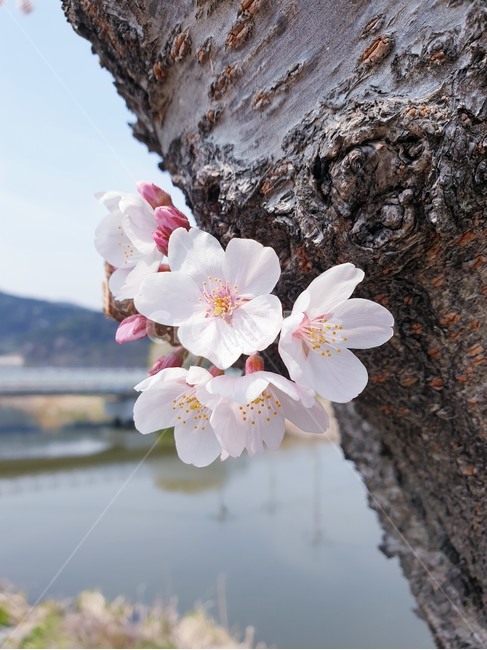벚꽃,꽃,flower,cherryblossom,꽃나무