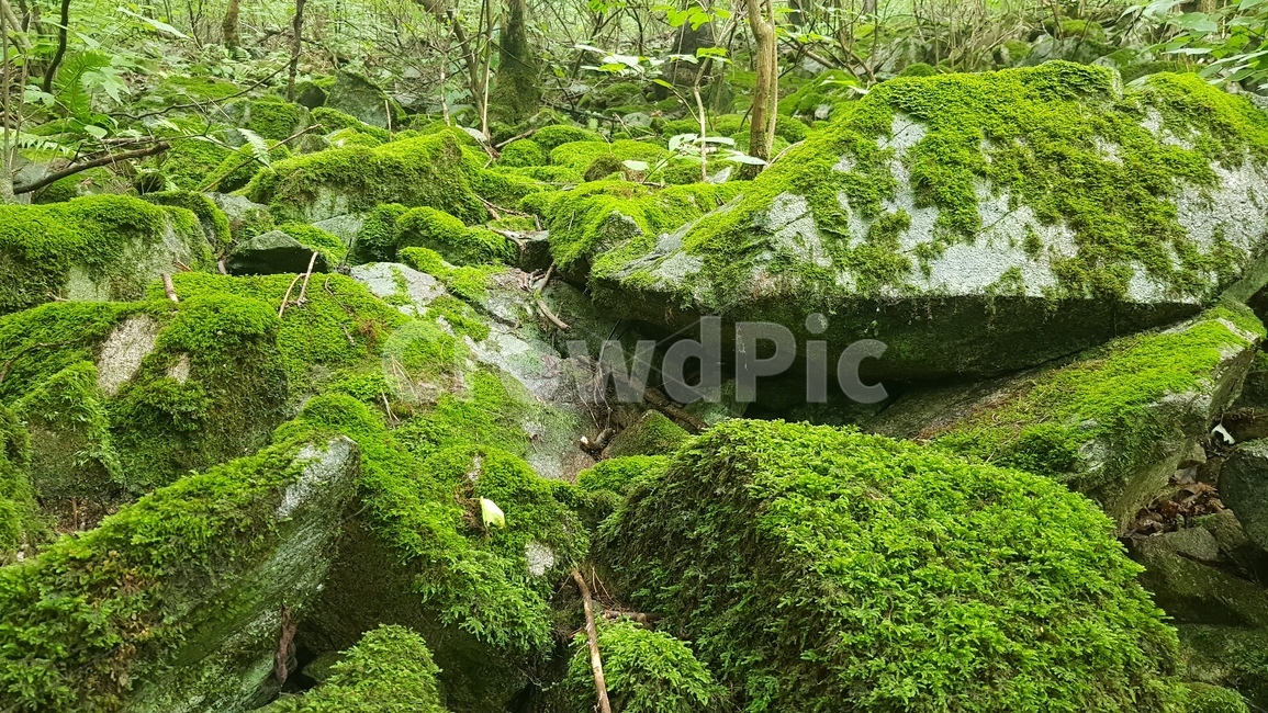 moss,이끼,plant,식물,바위